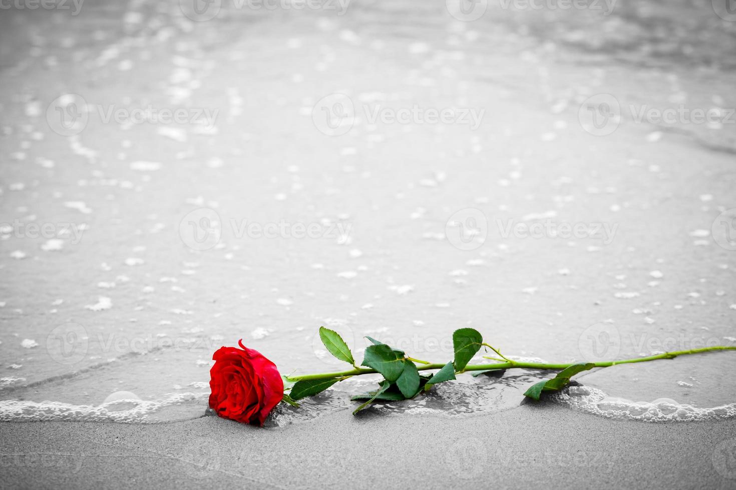 Waves washing away a red rose from the beach. Color against black and white. Love photo
