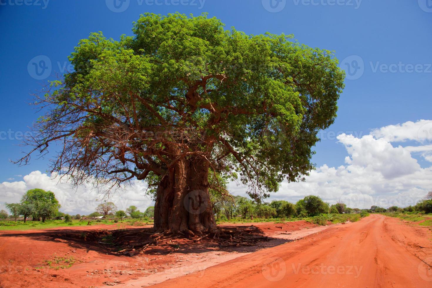 Baobab tree on red soil road, Kenya, Africa photo