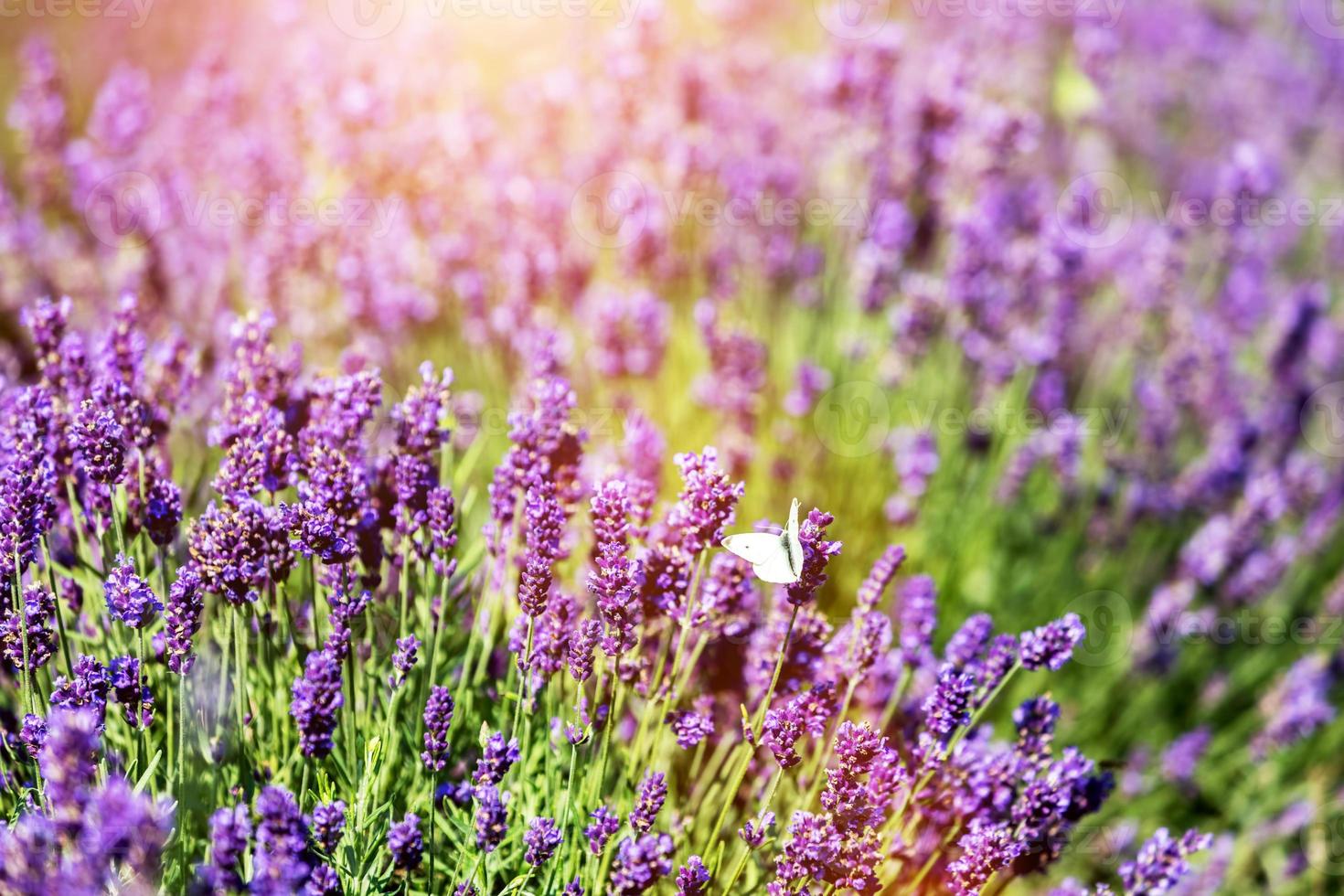 White butterfly sitting on lavender flower. photo