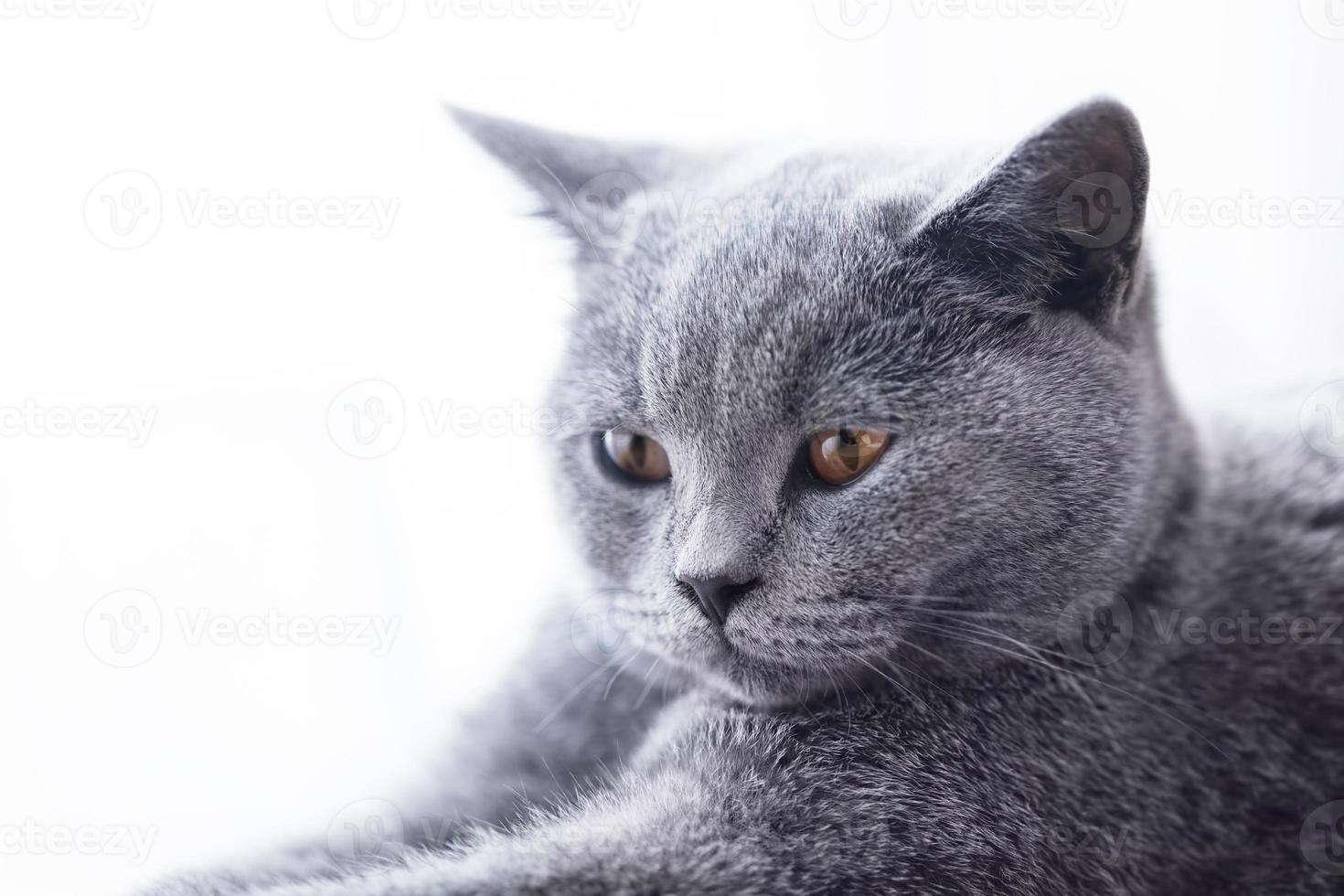 Young cute cat close-up portrait. photo