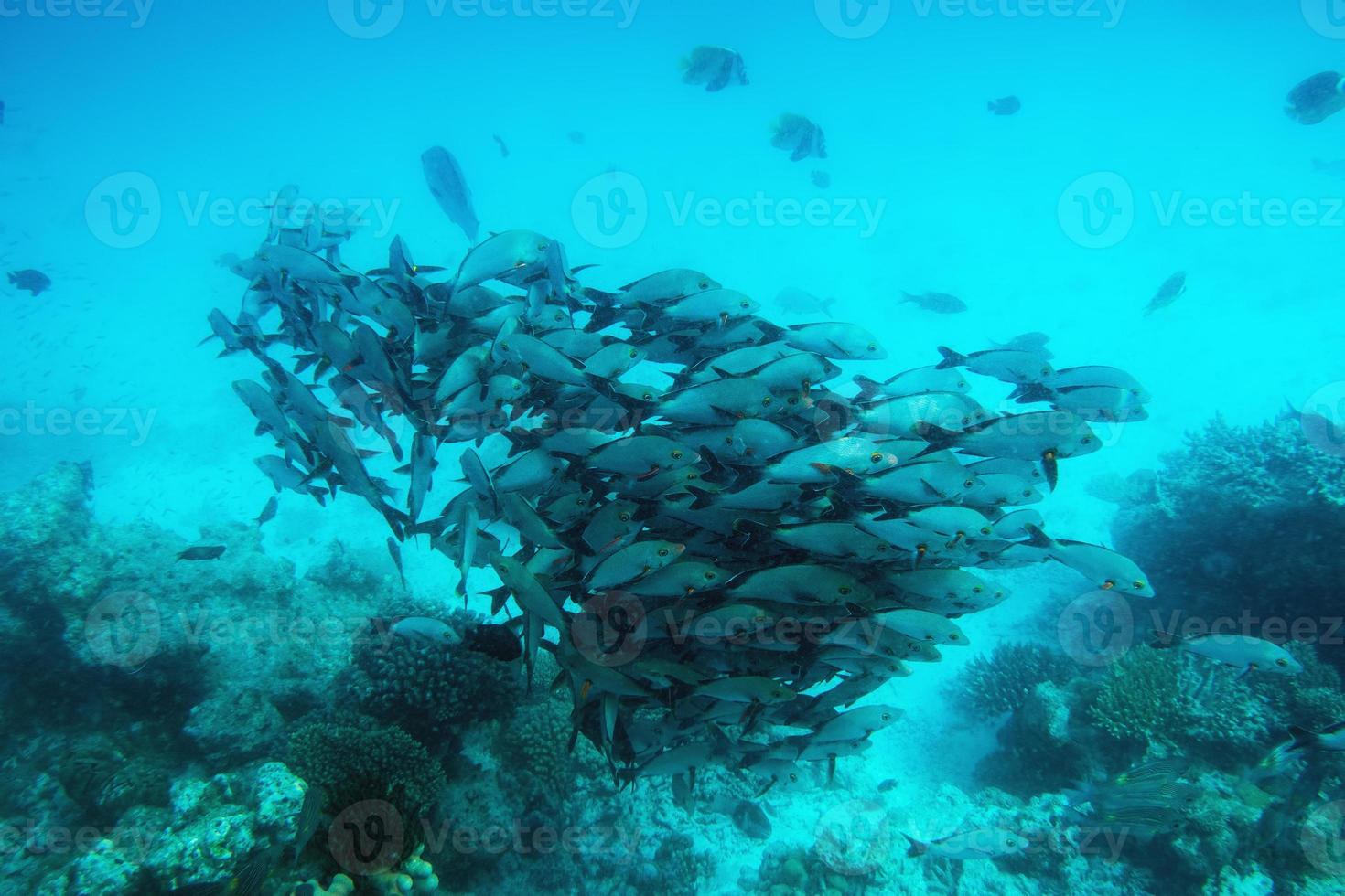 School of fish fish in Indian Ocean, Maldives. photo