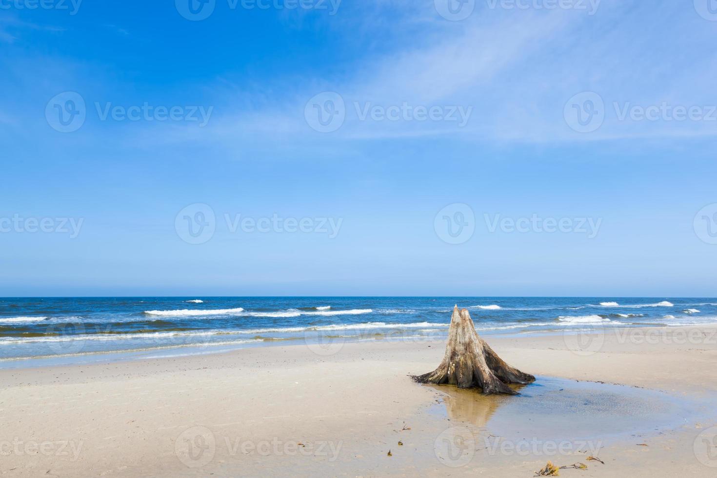 Troncos de árboles de 3000 años en la playa después de la tormenta. parque nacional slowinski, mar báltico, polonia foto