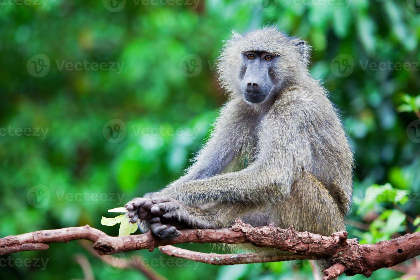 Baboon monkey in African bush photo