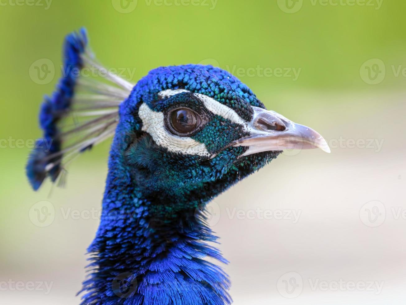 Peacock head portrait photo