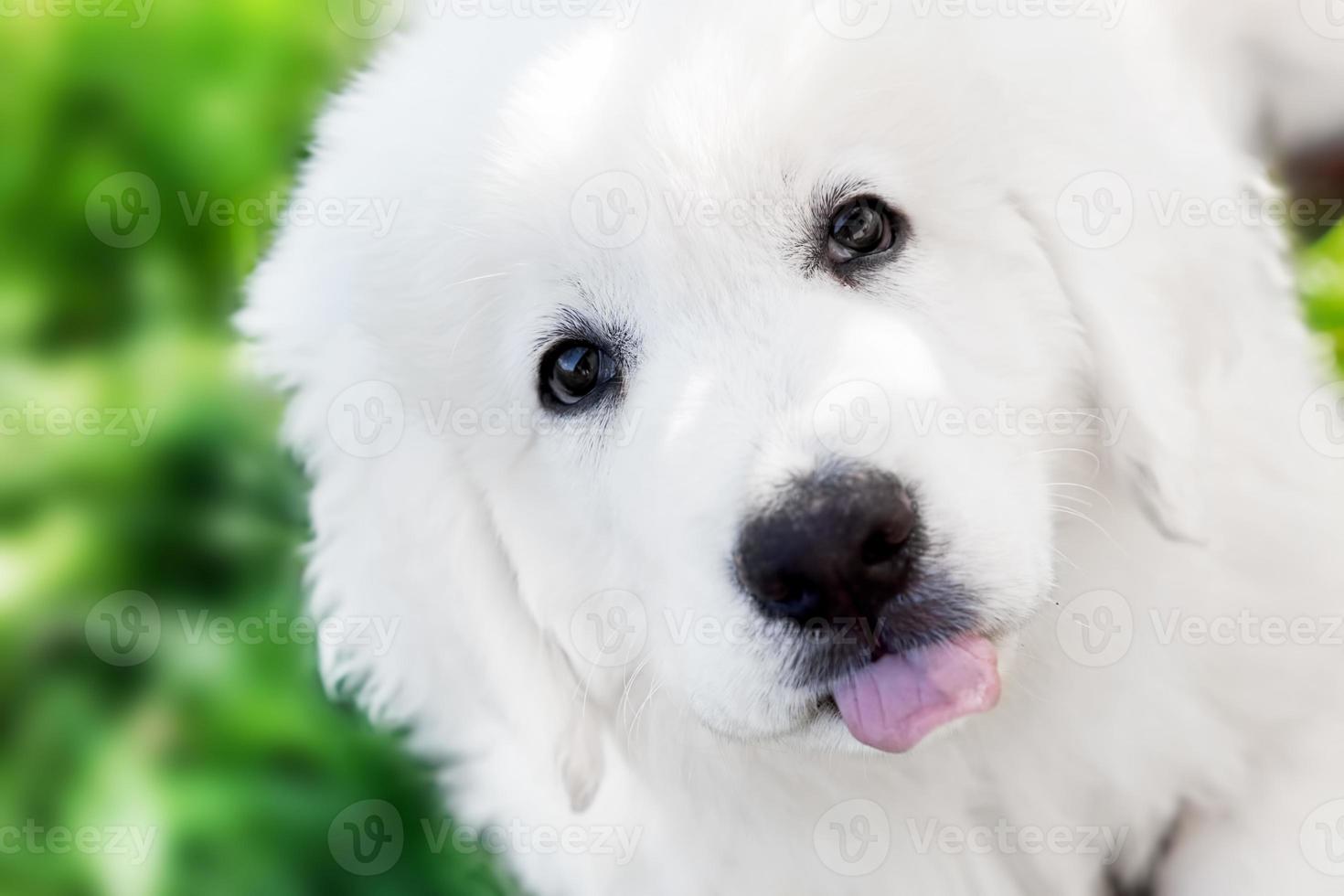 Cute white puppy dog portrait. Polish Tatra Sheepdog photo