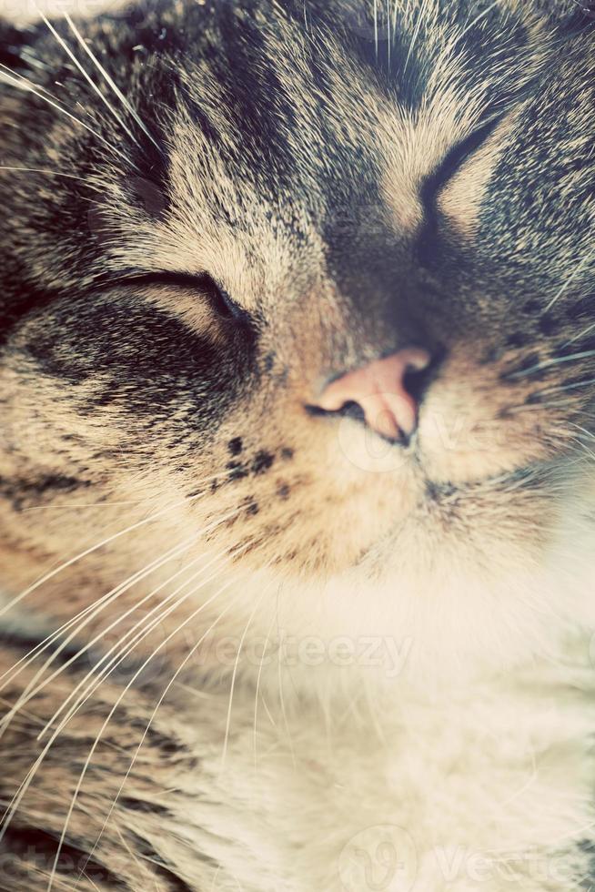 Cute small cat portrait. Eyes closed in sleepy, happy time. photo