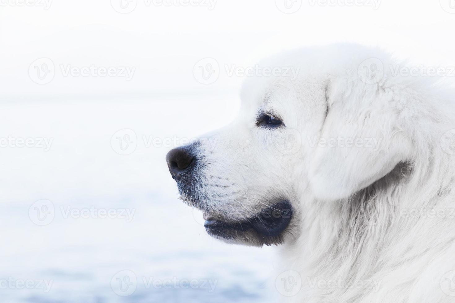 Polish Tatra Sheepdog portrait. Also known as Podhalan photo