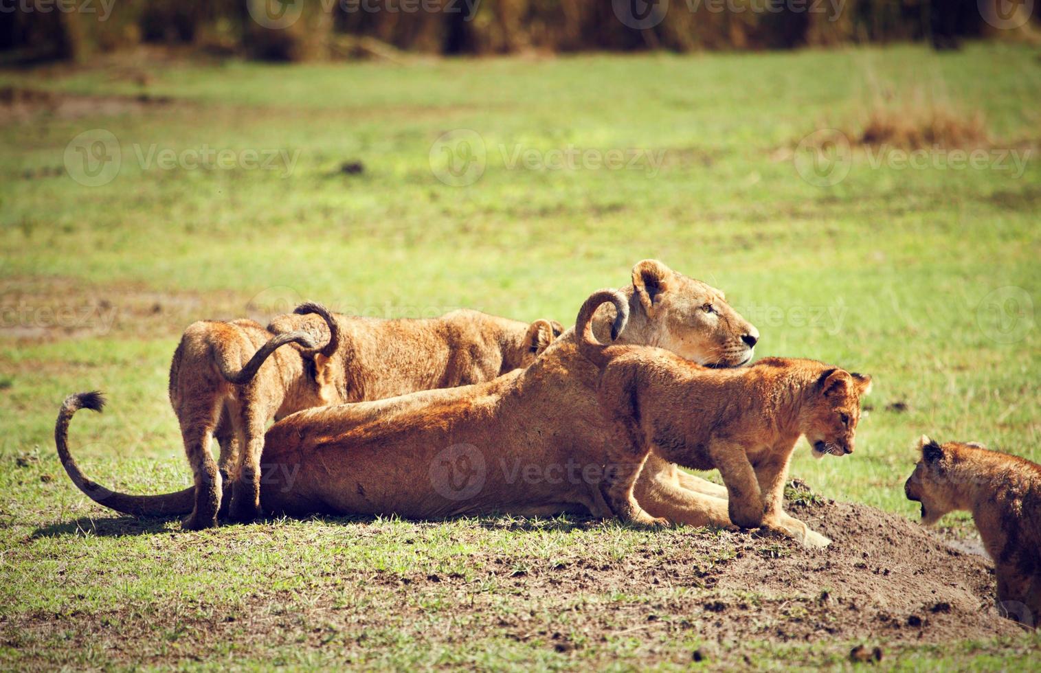 Small lion cubs with mother. Tanzania, Africa photo