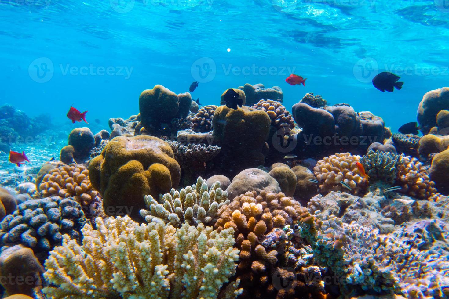 arrecifes de coral submarinos y peces en el océano índico, maldivas. foto