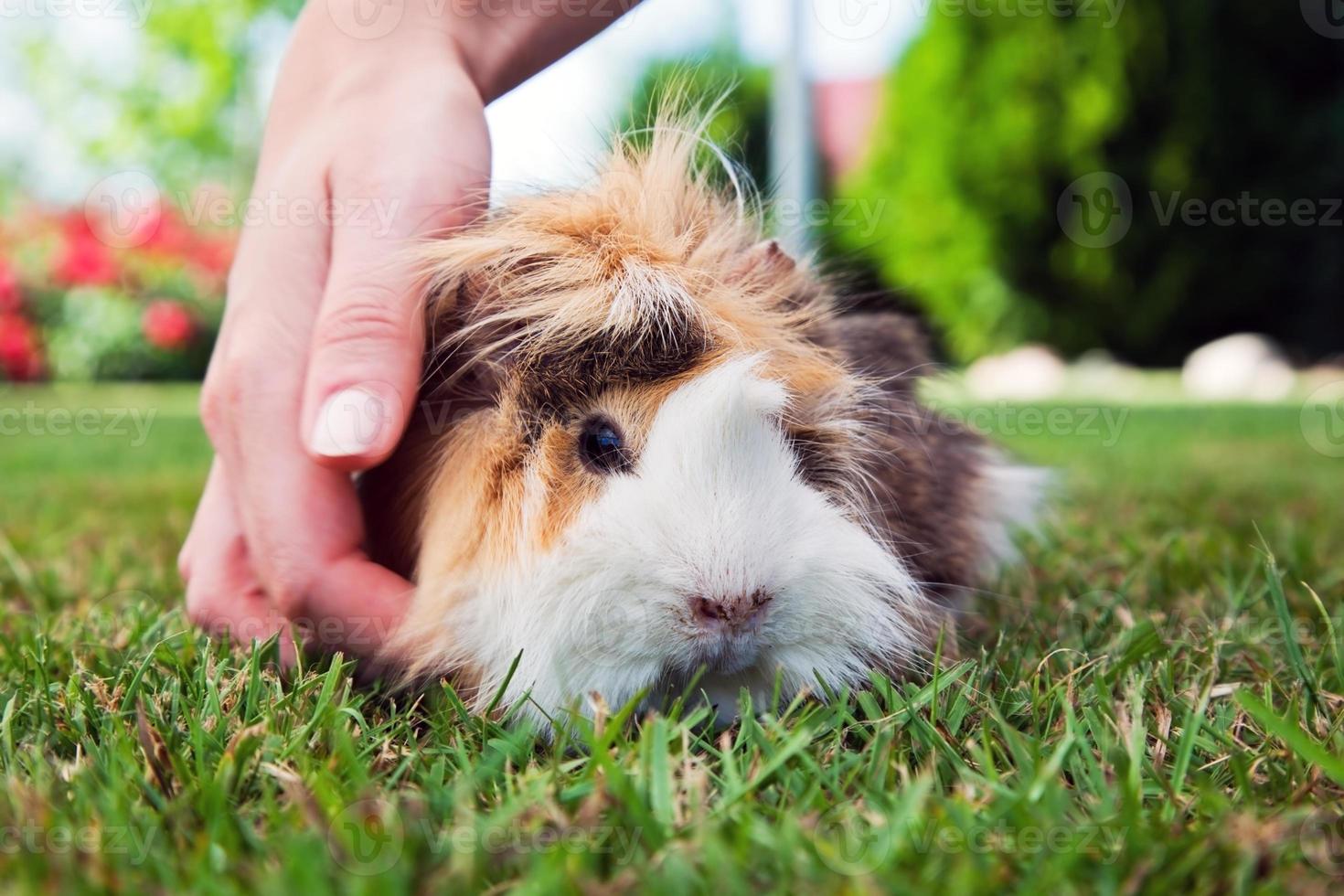 Guinea pig in the garden photo