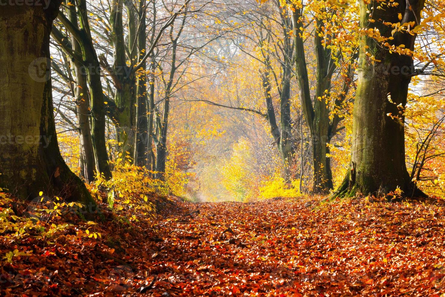 Autumn, fall forest. Path of red leaves towards light. photo