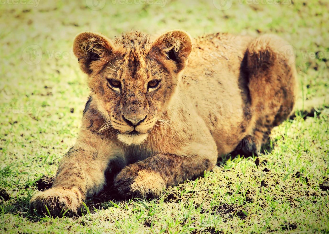 A small lion cub portrait. Tanzania, Africa photo