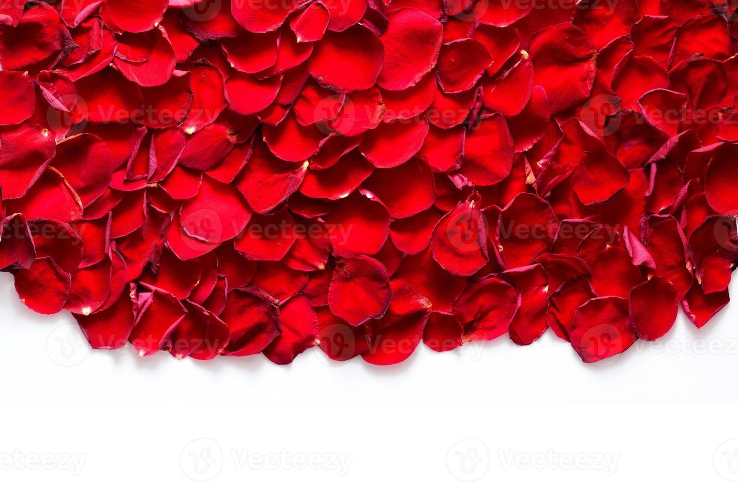 Red rose petals background, pattern. photo