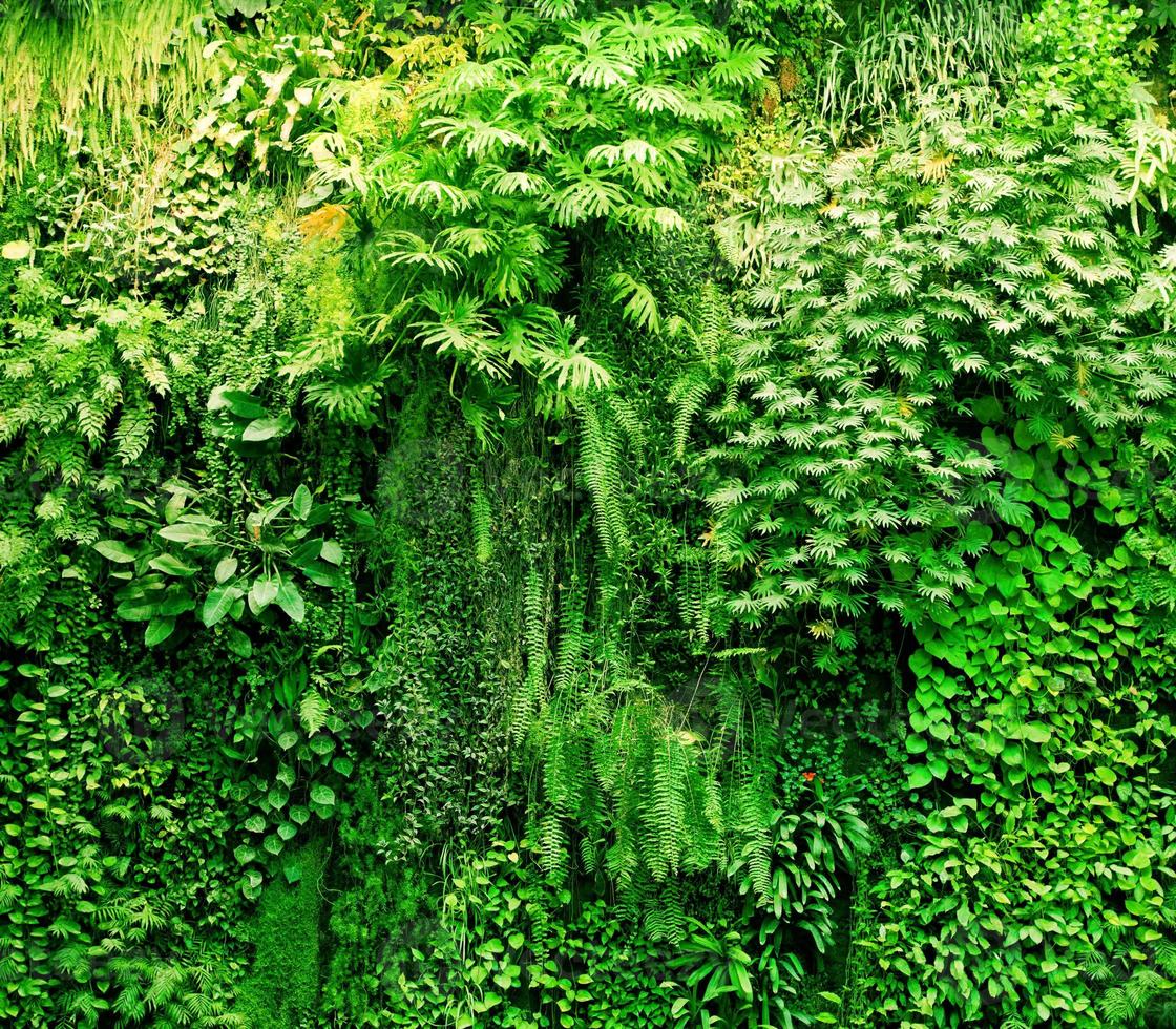 Tropical plants green background. photo