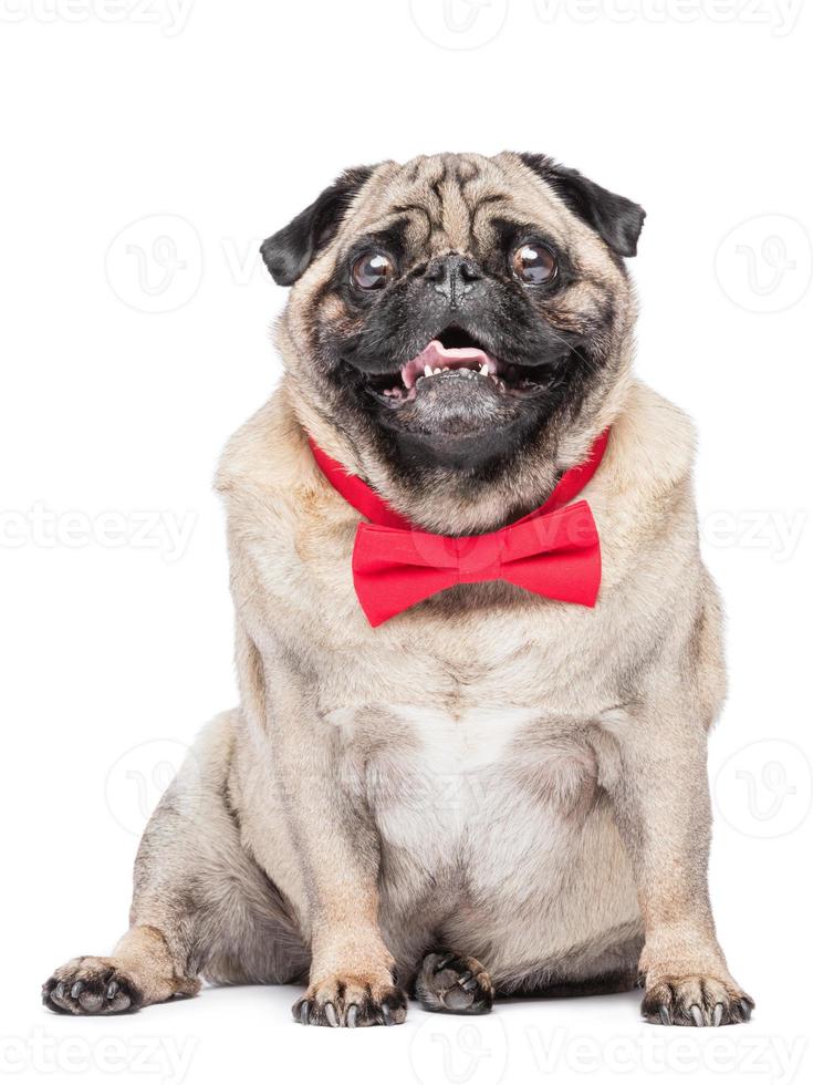 Happy fawn pug dog in red bowtie. 7828206 Stock Photo at Vecteezy