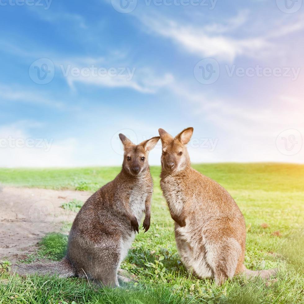 Kangaroo couple standing, looking at the camera. Australia photo