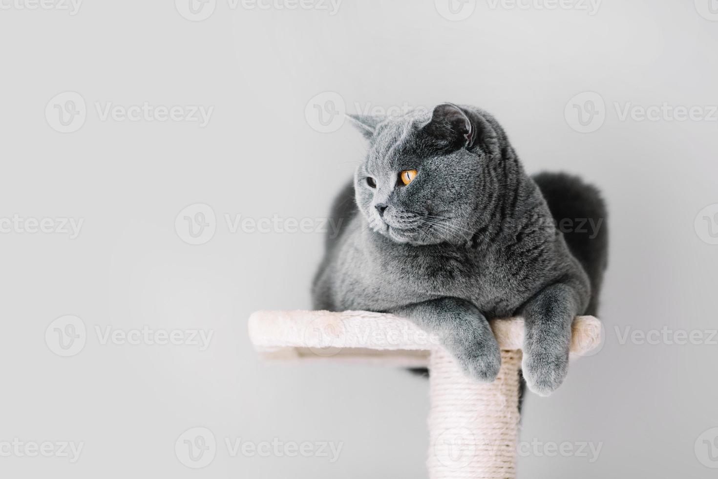 Grey furry cat laying on the top of the scratcher photo
