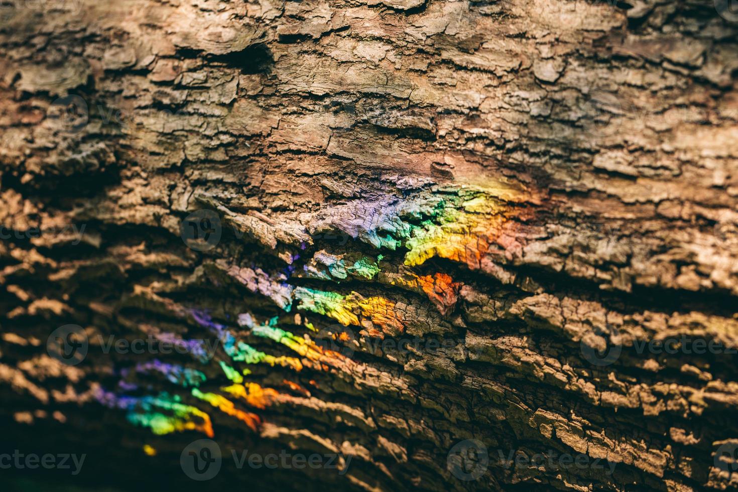 Colorful rainbow reflecting on a bark of a tree. photo
