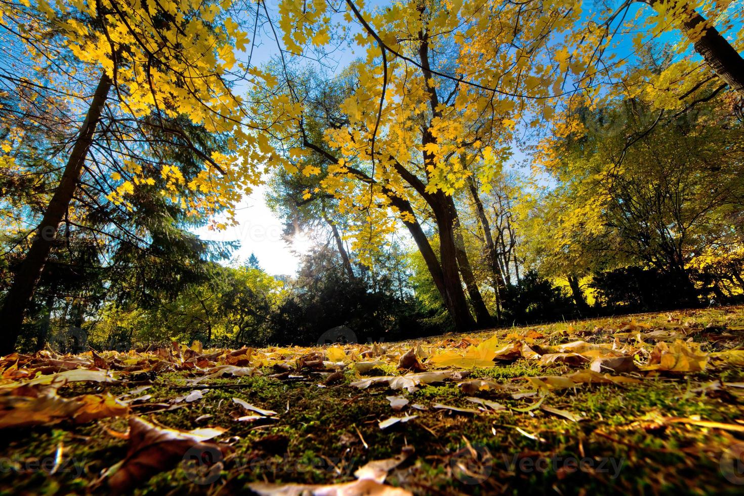 Fall autumn park. Falling leaves photo