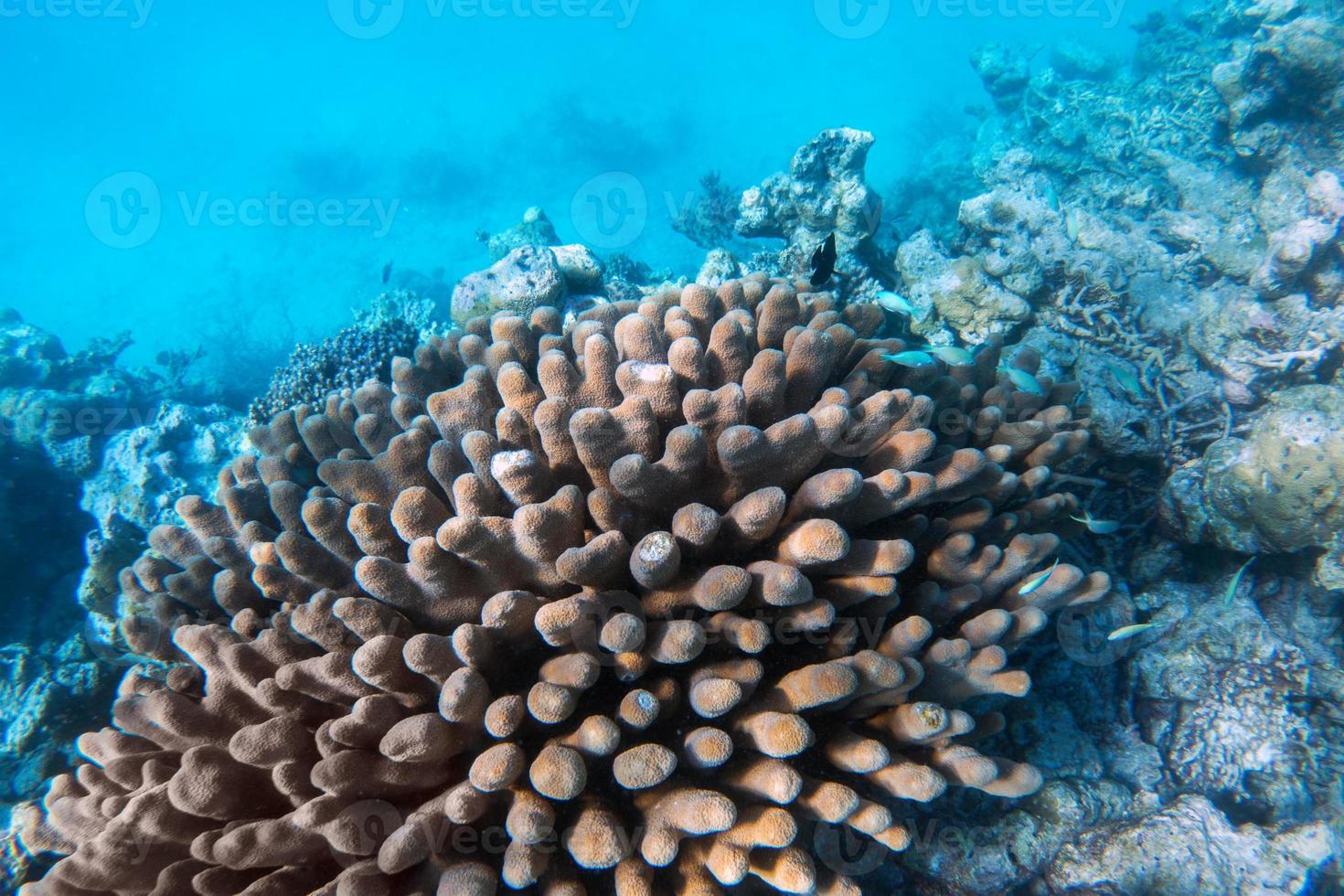 arrecifes de coral submarinos y peces en el océano índico, maldivas. foto