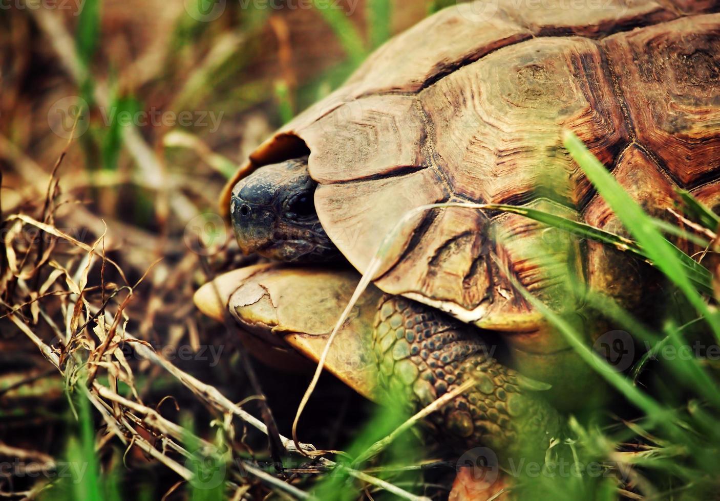 Wild Leopard tortoise close up, Tanzania Africa photo