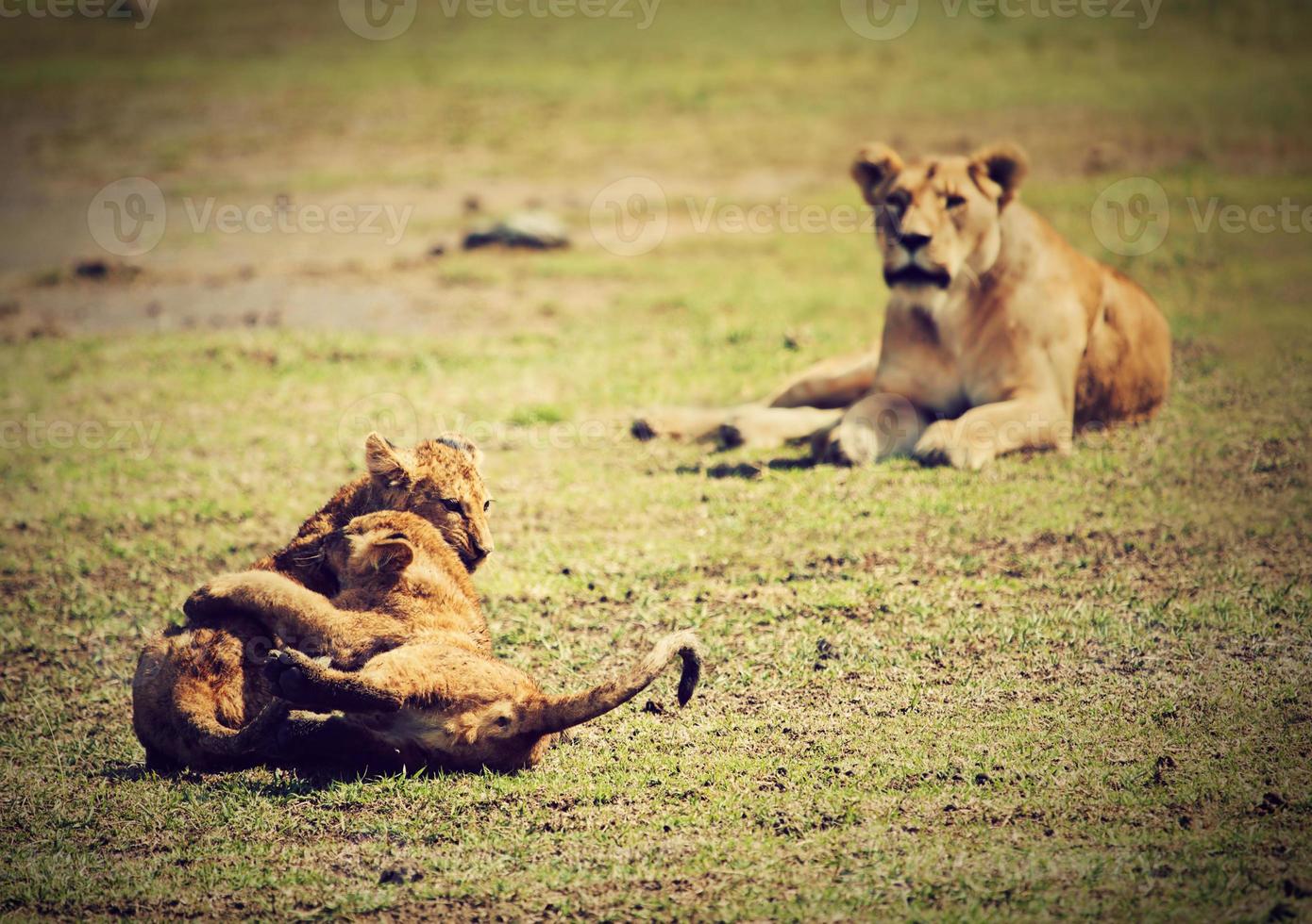 Small lion cubs playing. Tanzania, Africa photo