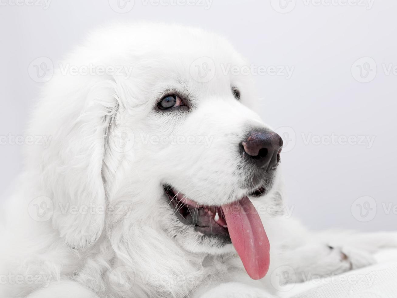 Cute white puppy dog lying on bed. Polish Tatra Sheepdog photo