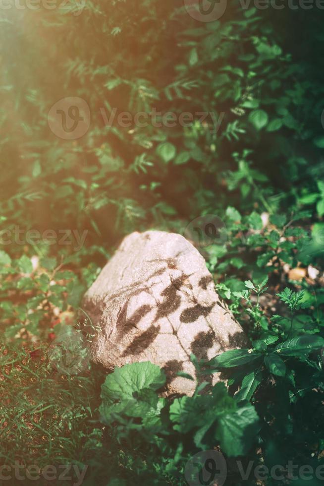 Single rock standing in the lush foliage photo