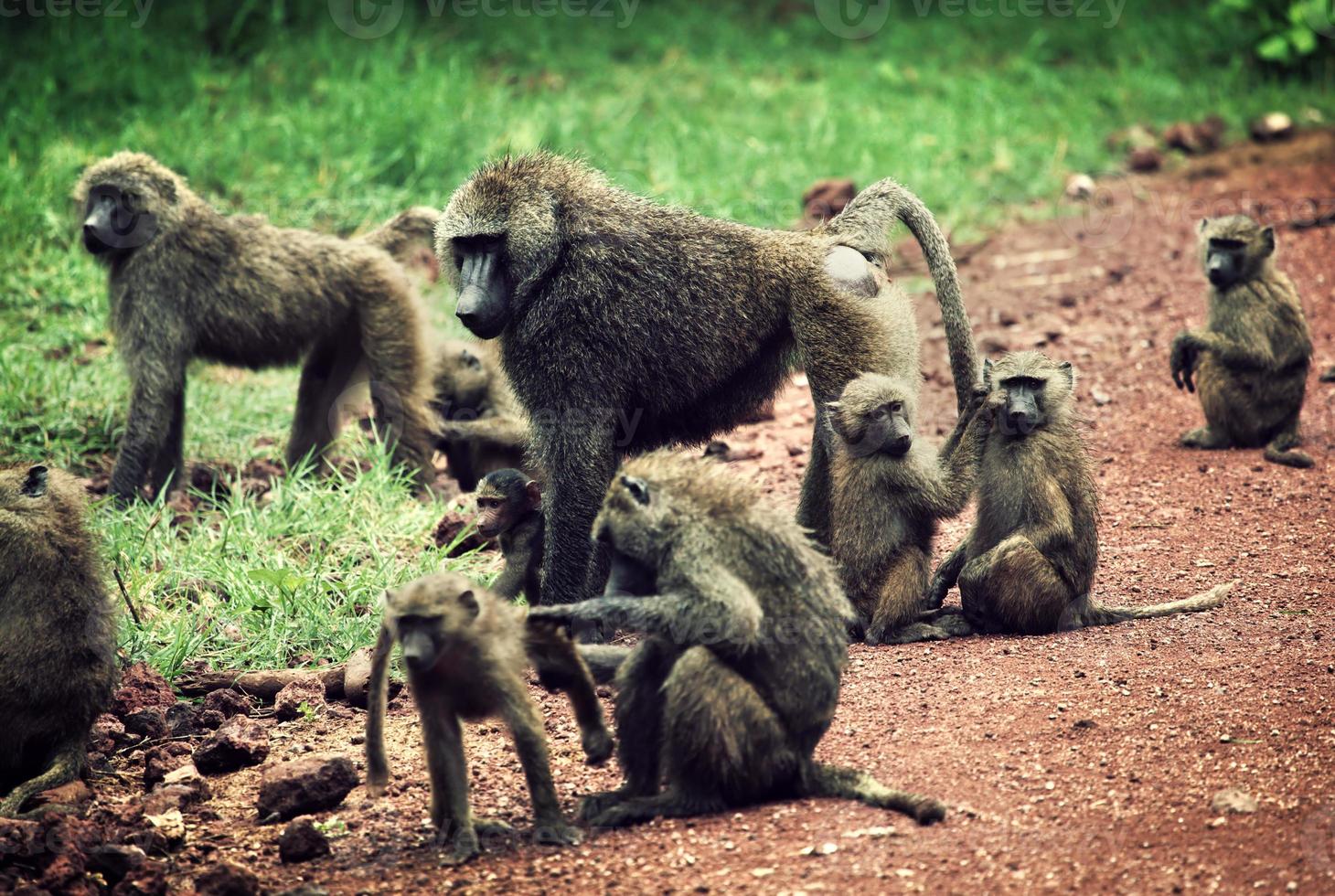 Baboon monkeys in African bush photo