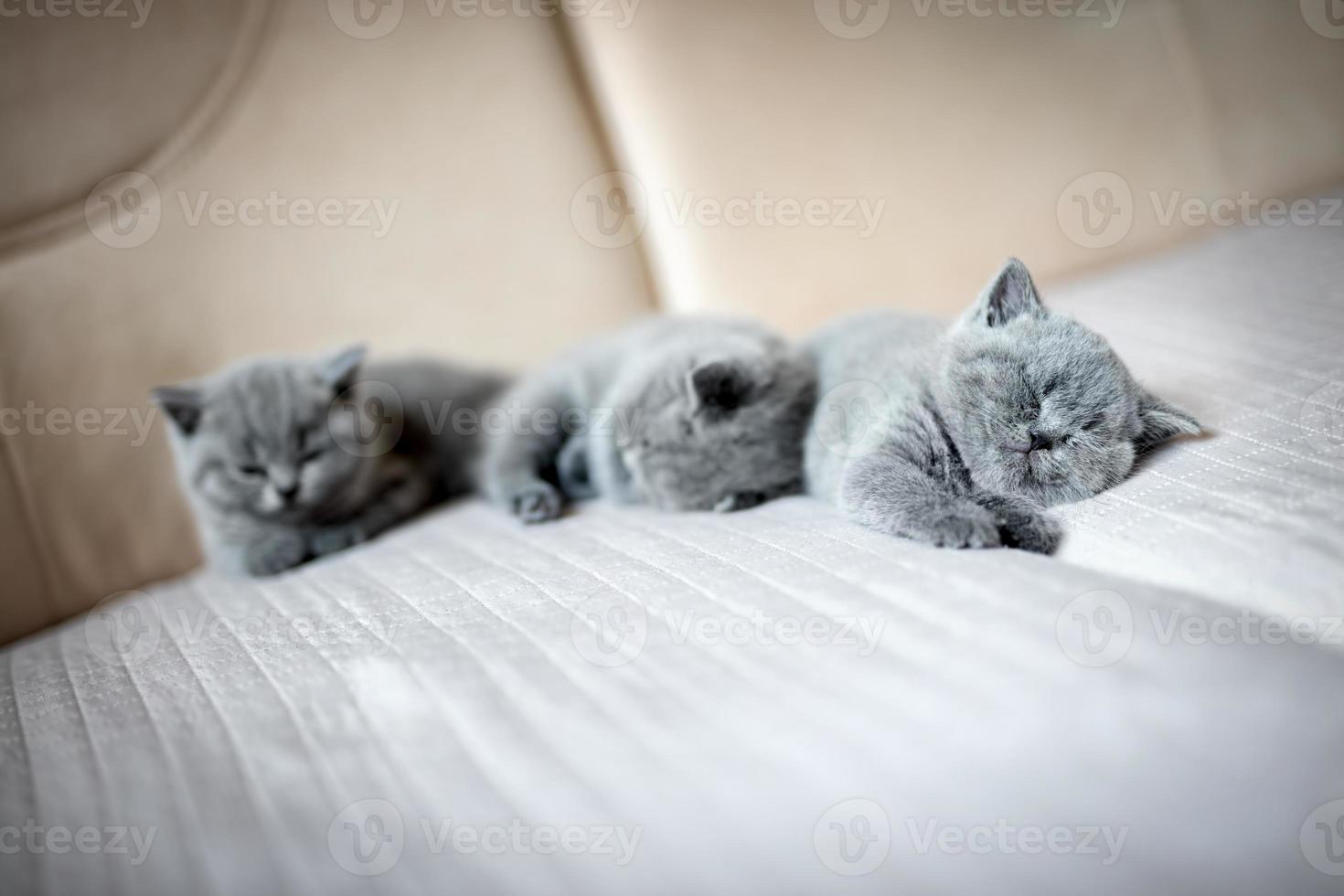 Cute kittens lying on a couch. photo