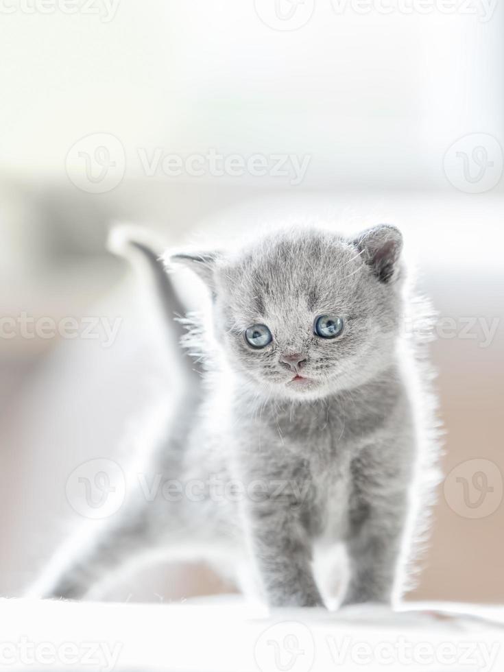Furry grey standing cat. British shorthair. photo