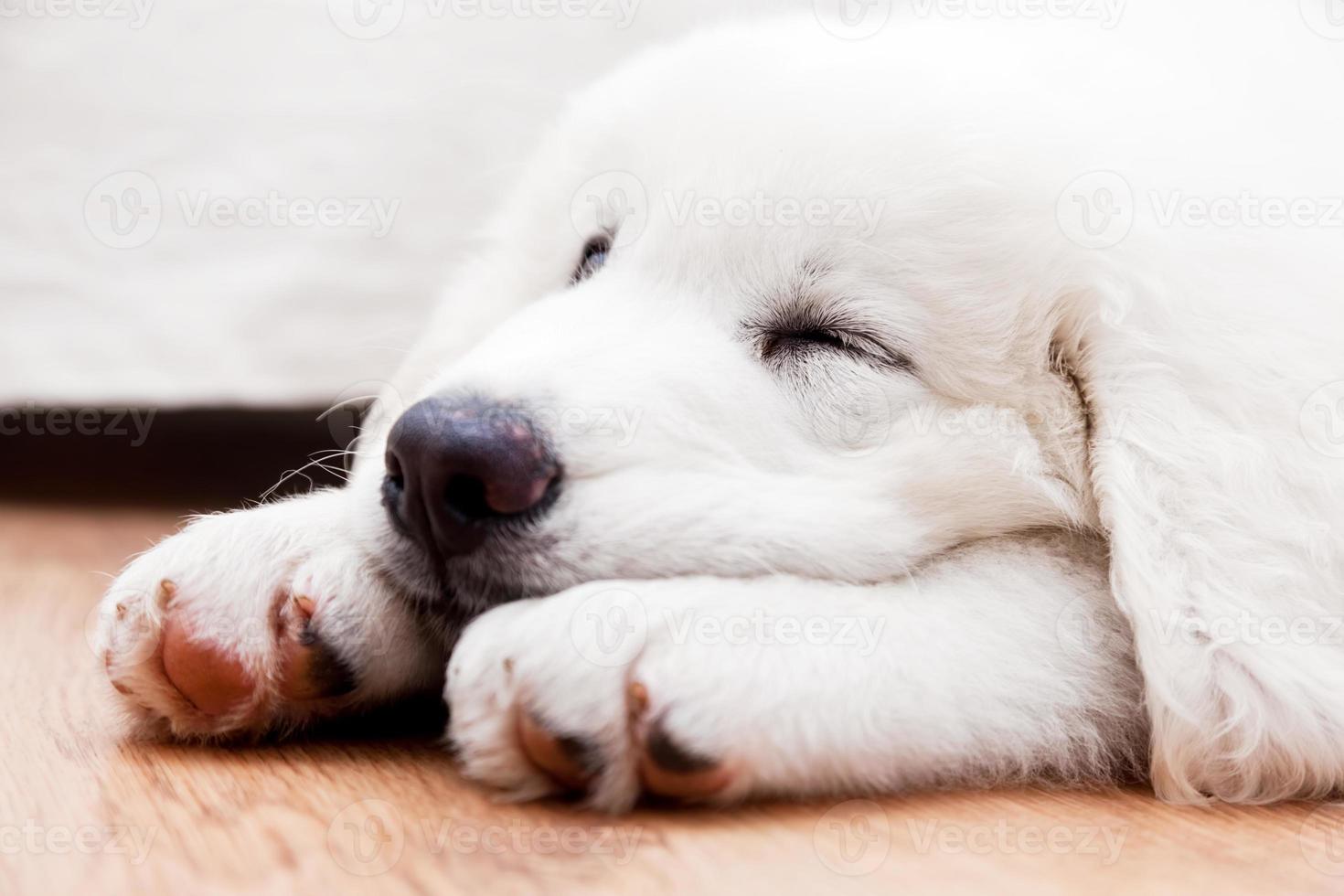 Cute white puppy dog sleeping on wooden floor. Polish Tatra Sheepdog photo