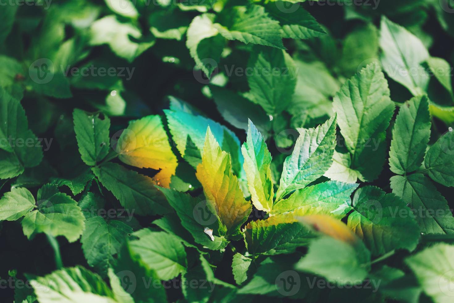 Colorful light rainbow on a green forest foliage. photo