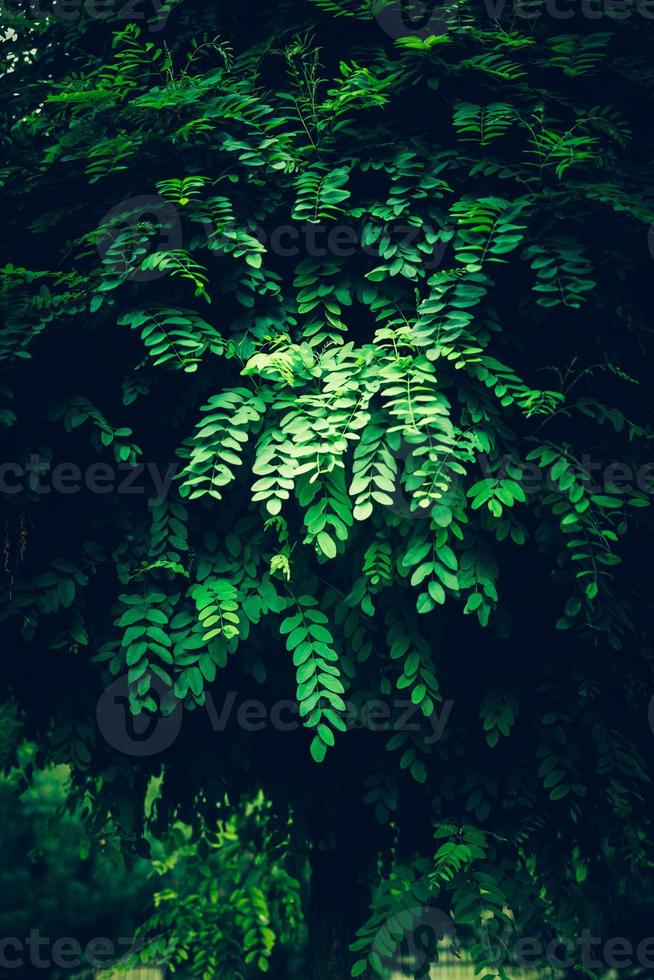 Lush foliage in a dark lighting. photo