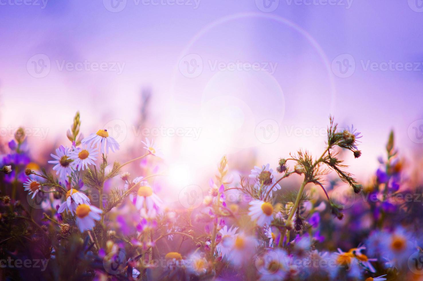Spring flowers field photo