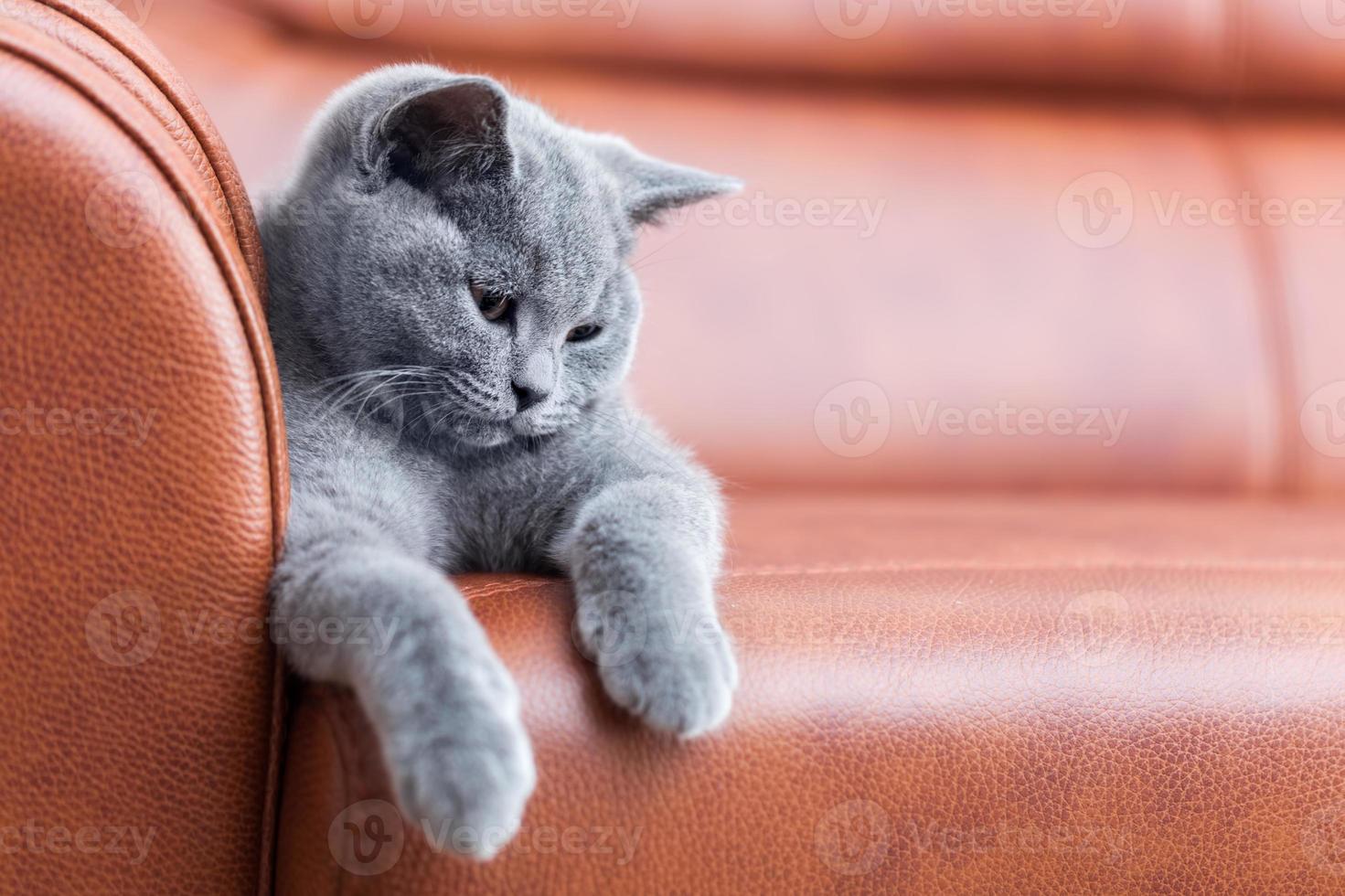 lindo gato joven descansando en un sofá de cuero. el gatito británico de pelo corto con pelaje gris azulado foto