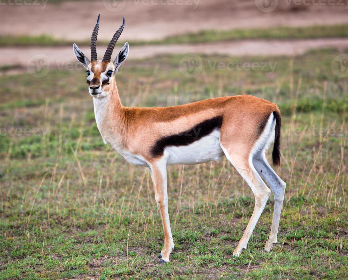 Thomson's gazelle on savanna in Africa photo
