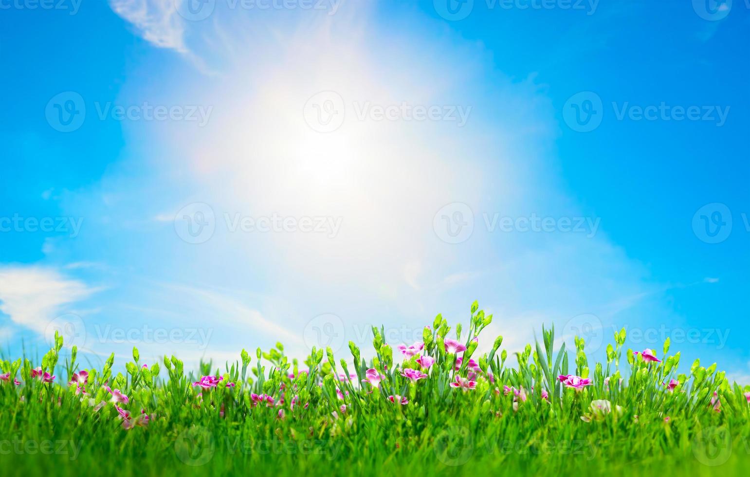 Summer meadow flowers in green grass, sunny blue sky photo