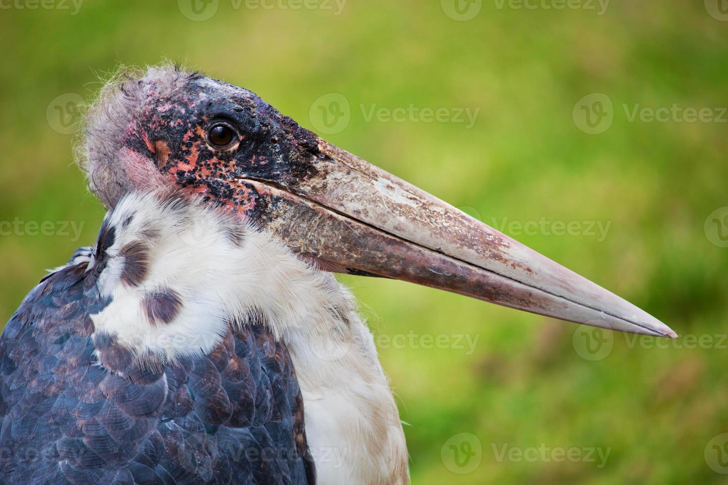 The Marabou Stork in Tanzania, Africa photo