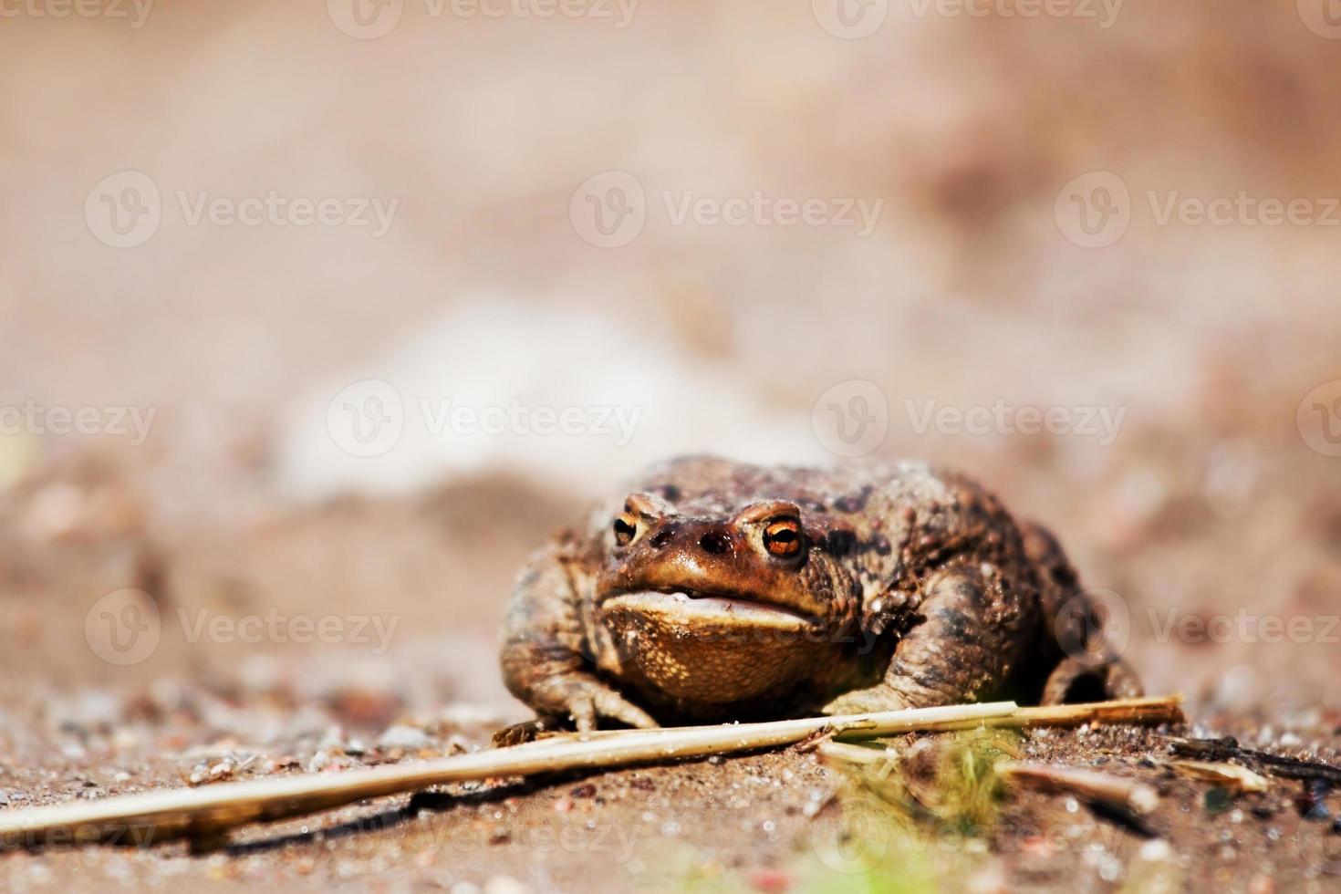 rana en el suelo foto