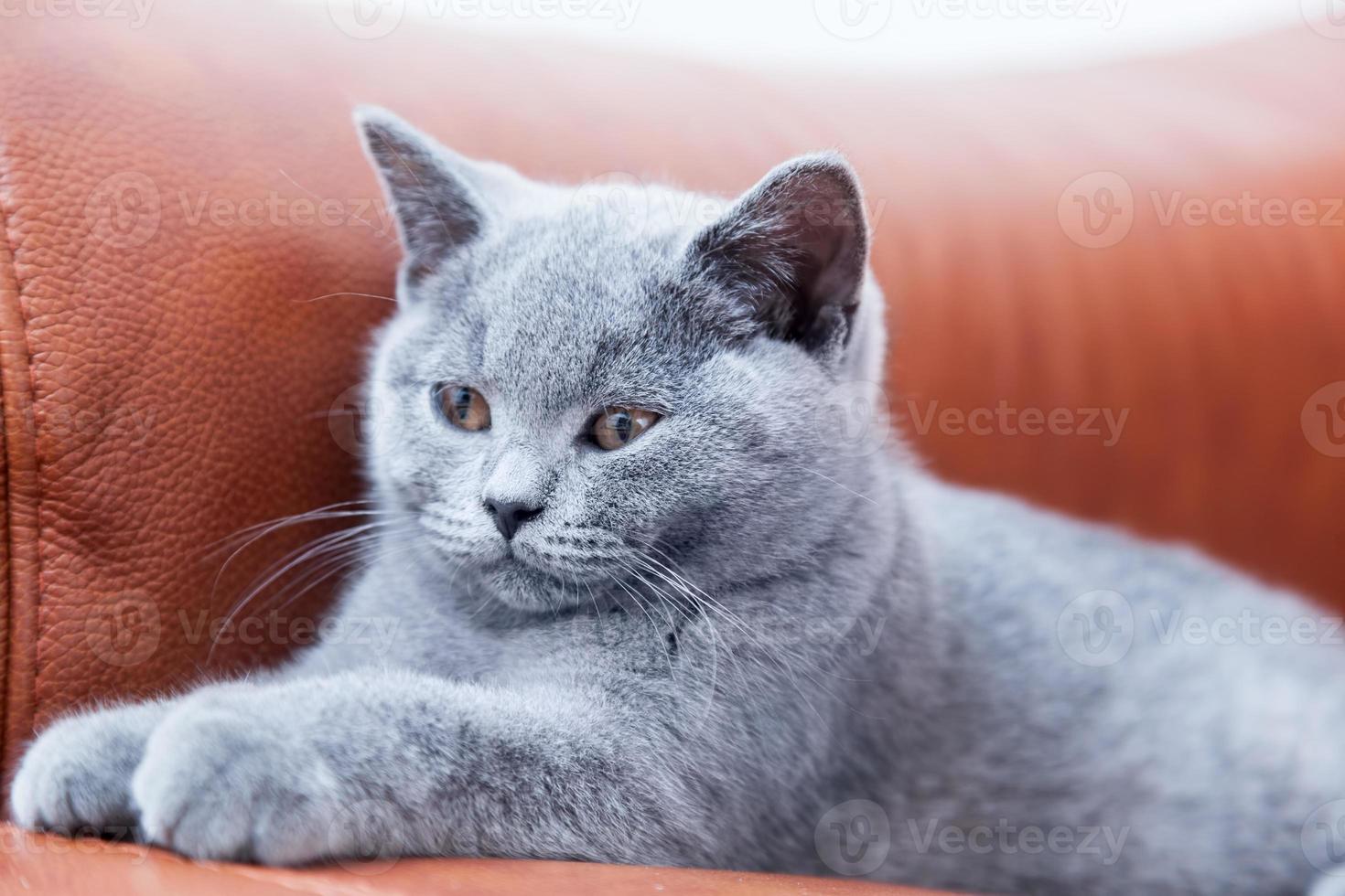 Young cute cat resting on leather sofa. The British Shorthair kitten with blue gray fur photo