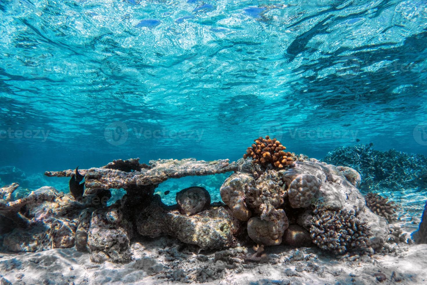 arrecifes de coral submarinos y peces en el océano índico, maldivas. foto