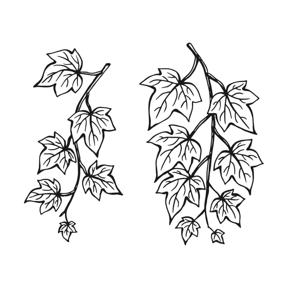 Set of ivy leaves. Hand drawn illustration converted to vector. vector