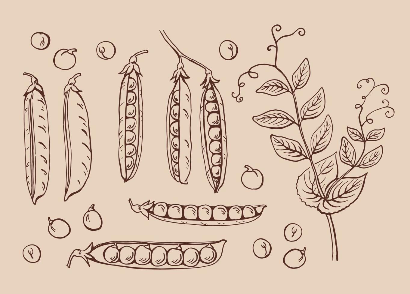 Peas pods sketch. Set. Hand drawn illustration converted to vector. Organic food illustration isolated. vector