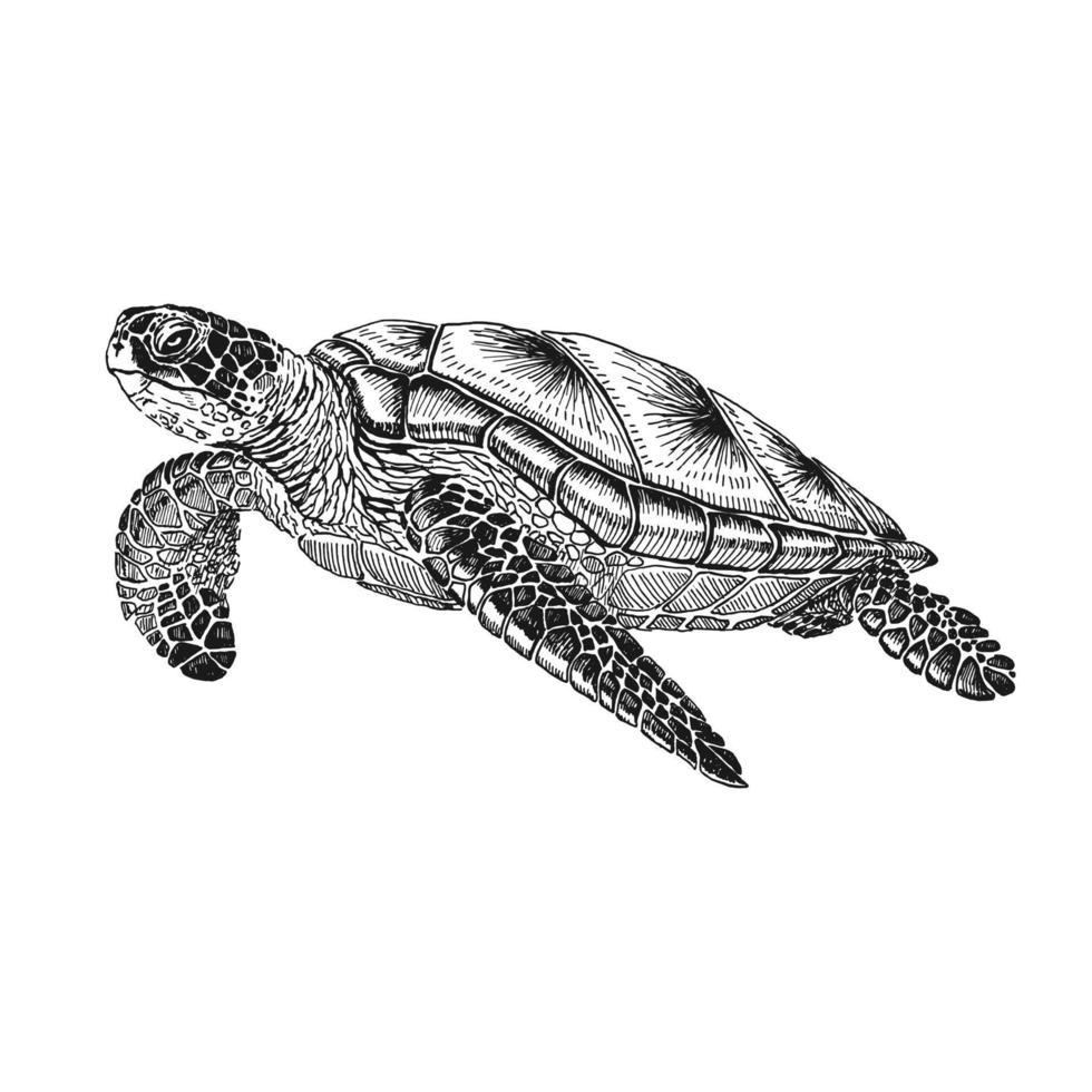 Sea turtle. Hand drawn illustration converted to vector. Vector with animal underwater.