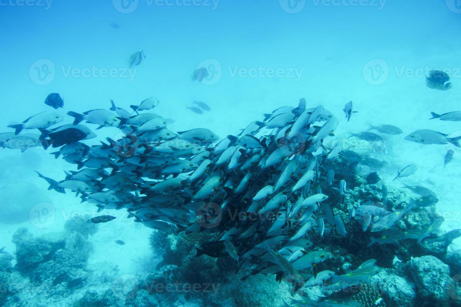 School of fish fish in Indian Ocean, Maldives. photo