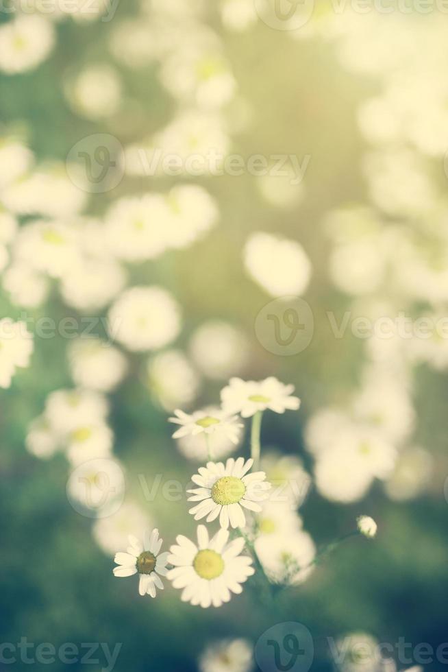 flores de margarita creciendo en un campo verde. foto