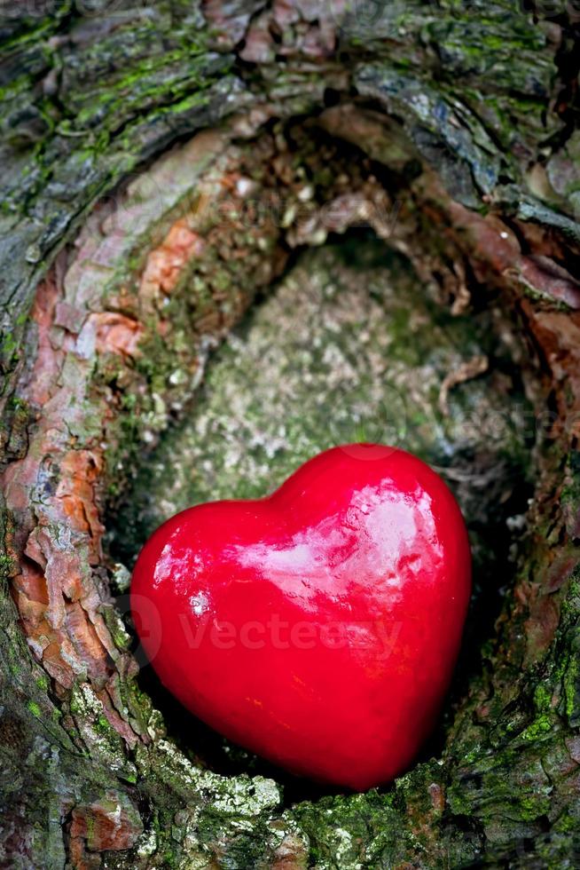 Red heart in a tree hollow. Romantic symbol of love photo