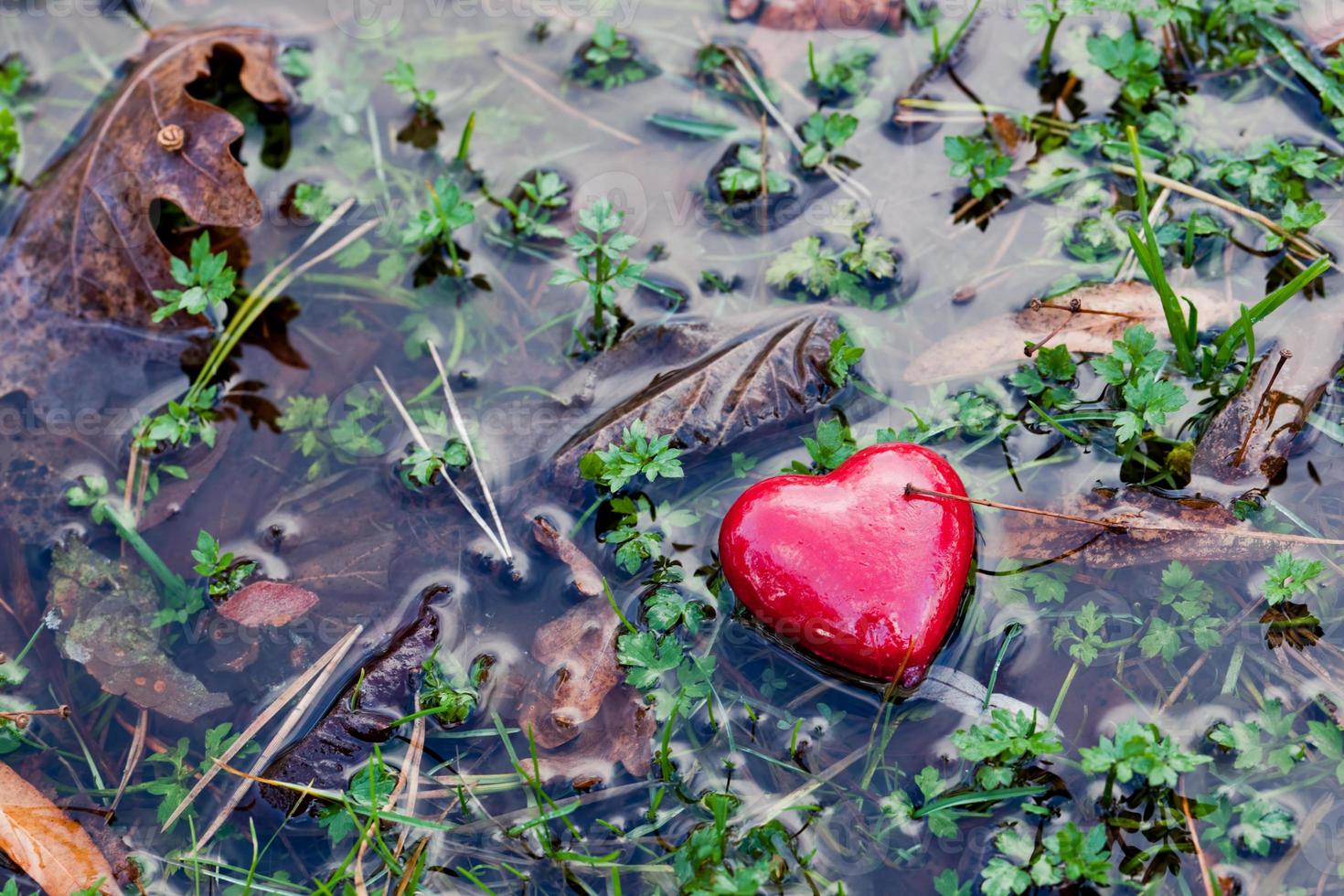 Red heart in water puddle on marshy grass, moss. Love, Valentine's Day. photo
