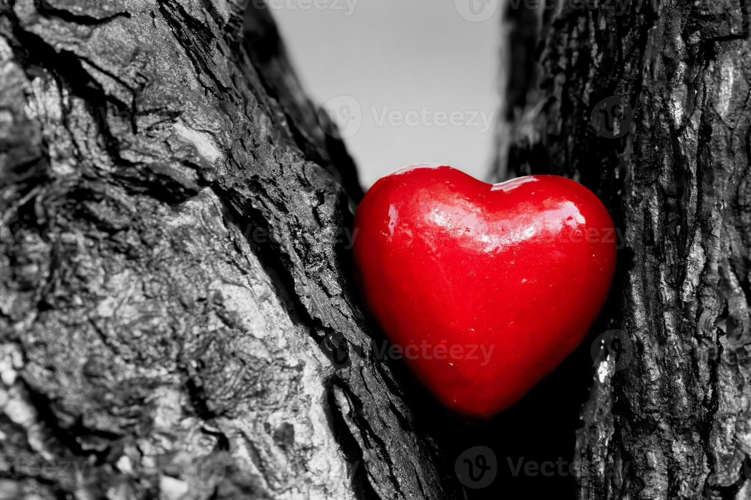 Red heart in a tree trunk. Romantic symbol of love photo
